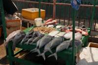 Negombo Markt Fisch