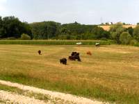 Viehhaltung Moosburg
