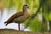 Künettegraben Nilgans