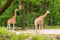  Hellabrunn Giraffen-Gehege