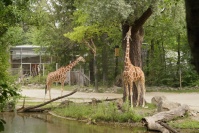  Hellabrunn Giraffen-Gehege