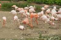  Hellabrunn Flamingos