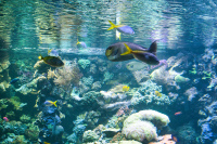  Hellabrunn Aquarium-Fische