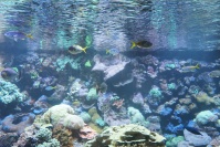  Hellabrunn Aquarium-Fische
