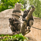  Hellabrunn Schimpansen-Gehege