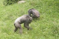  Hellabrunn Schimpansen-Gehege