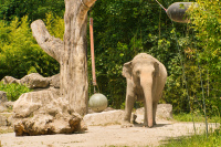  Hellabrunn Elefanten-Haus
