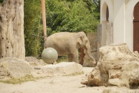  Hellabrunn Elefanten-Haus