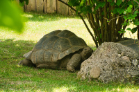  Hellabrunn Riesen-Schildkröte