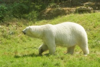  Hellabrunn Eisbären-Gehege