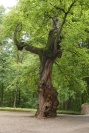  Nymphenburg alter Baum