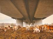  Foto Kühe unter Brücke