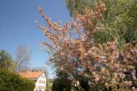 Hohenbachern Frühlingsblüten