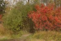 Wörthsee Bachern Herbstfarben