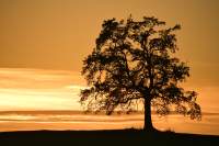 Tree-of-Münsing Sonnenuntergang
