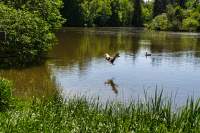Rüdigerweiher