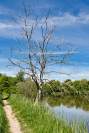 Toter Baum