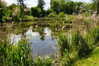 Ebersberg Seerosenteich