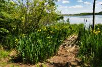 Eggelburger See gelbe Lilien