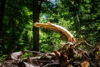Drache im Holzstoß